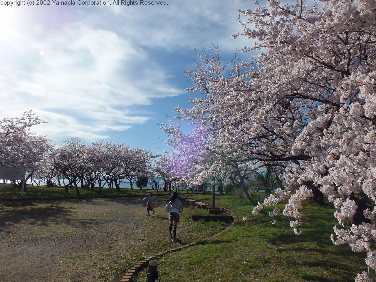長浜豊公園の桜 見ごろを迎える 滋賀ガイド