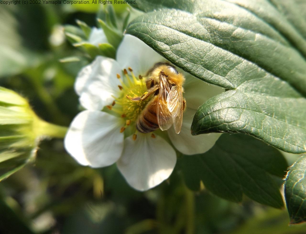 牡丹 芍薬 美しく 日野ダリア園 滋賀ガイド
