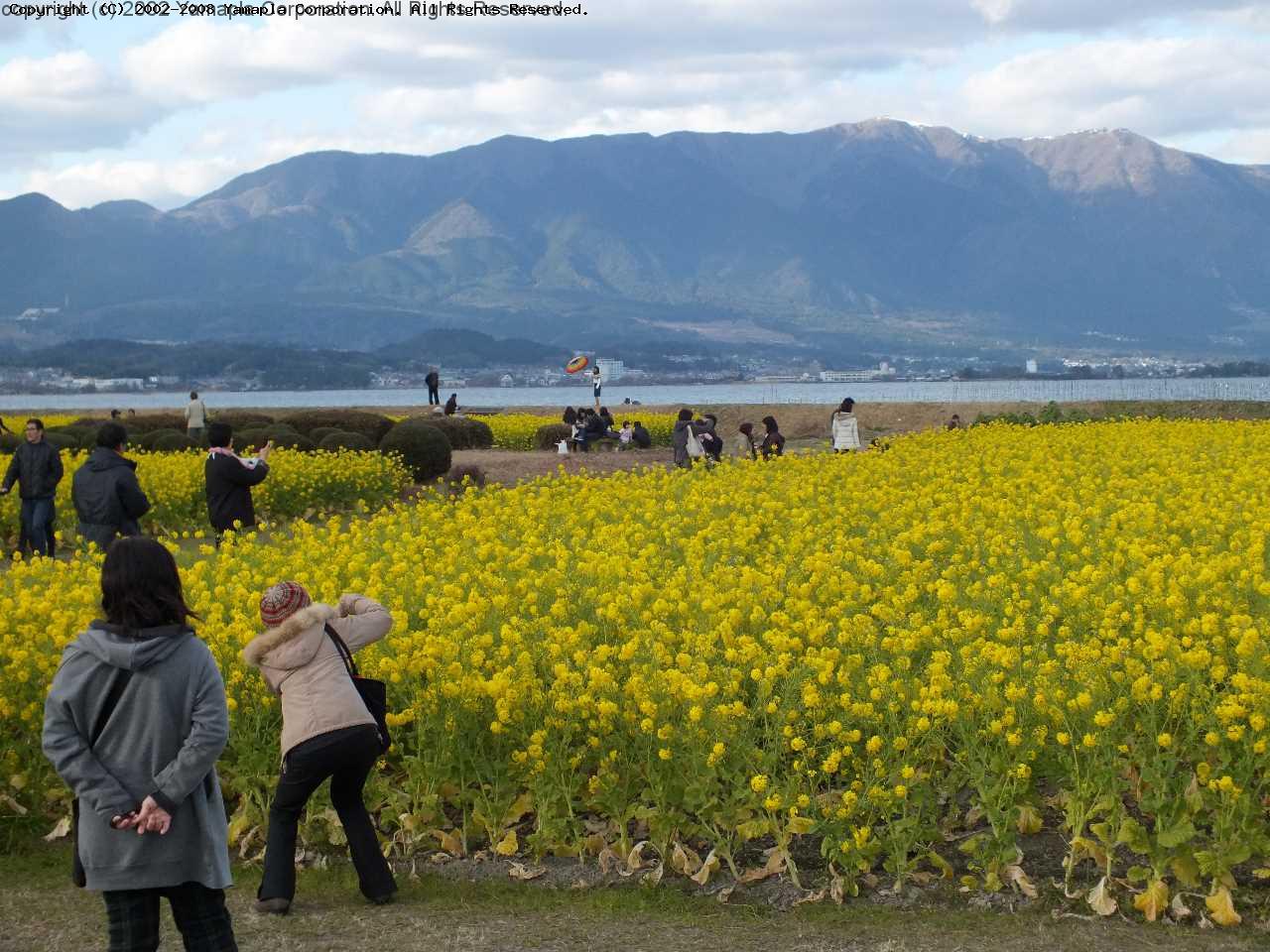 第１なぎさ公園の菜の花畑 滋賀ガイド