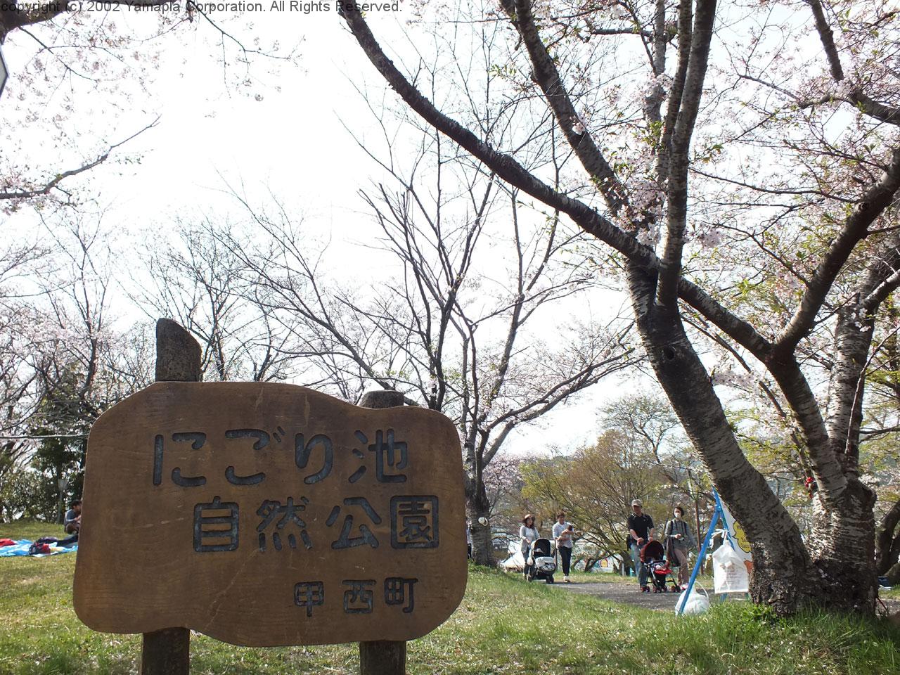 湖南市さくらまつり 滋賀ガイド