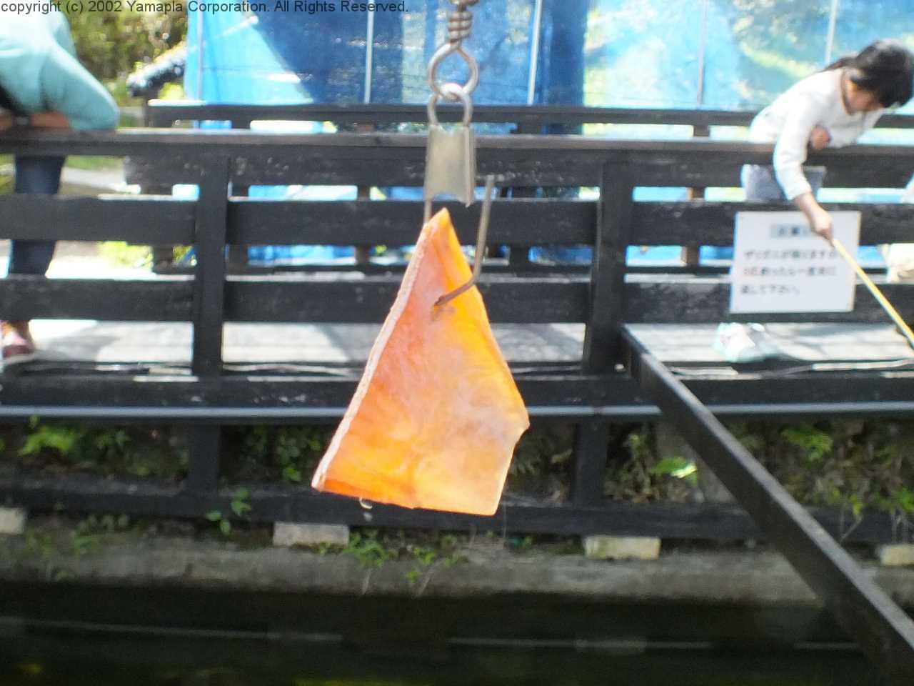 比叡山ドライブウェイでザリガニ釣り 滋賀ガイド