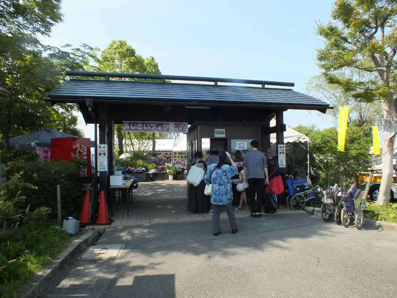 もりやま芦刈園のあじさいが見ごろ 滋賀ガイド もりやま芦刈園のあじさいが見ごろ 滋賀ガイド