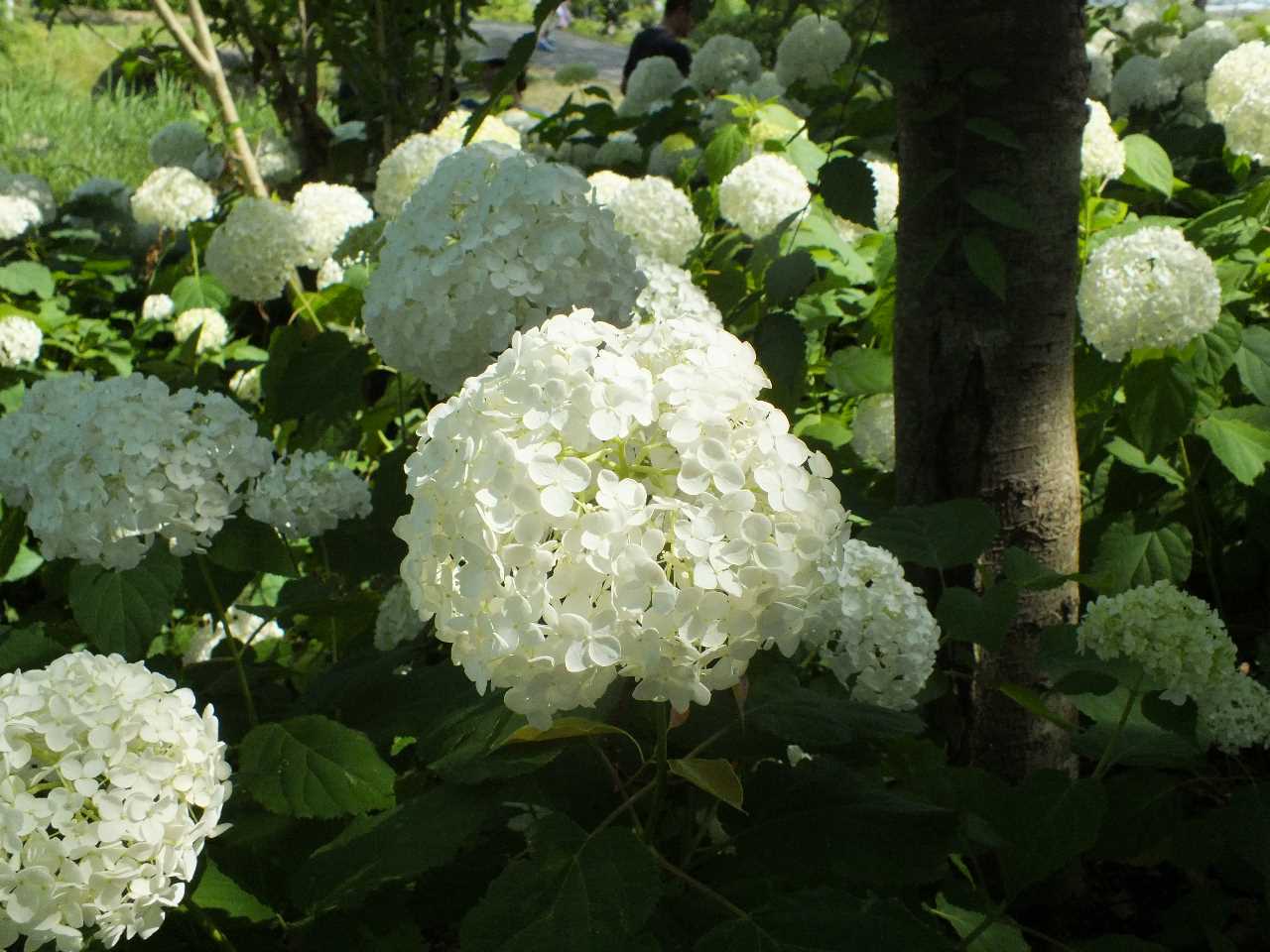 もりやま芦刈園のあじさいが見ごろ 滋賀ガイド もりやま芦刈園のあじさいが見ごろ 滋賀ガイド