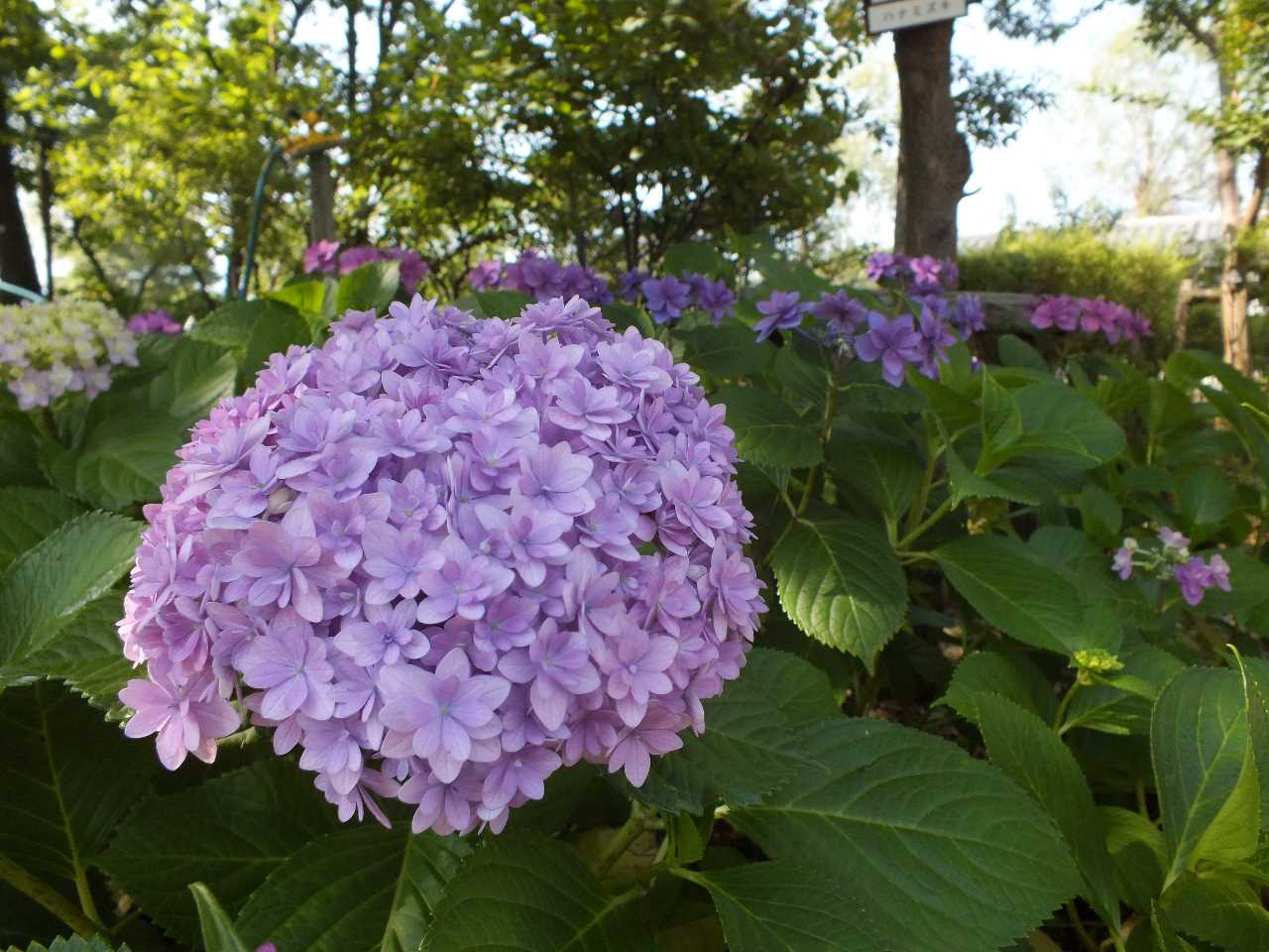 もりやま芦刈園のあじさいが見ごろ 滋賀ガイド もりやま芦刈園のあじさいが見ごろ 滋賀ガイド