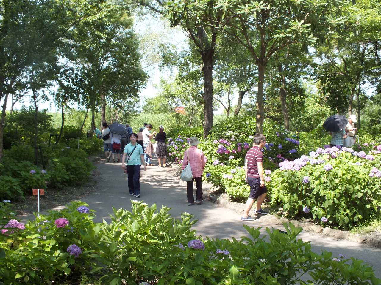 もりやま芦刈園のあじさいが見ごろ 滋賀ガイド もりやま芦刈園のあじさいが見ごろ 滋賀ガイド