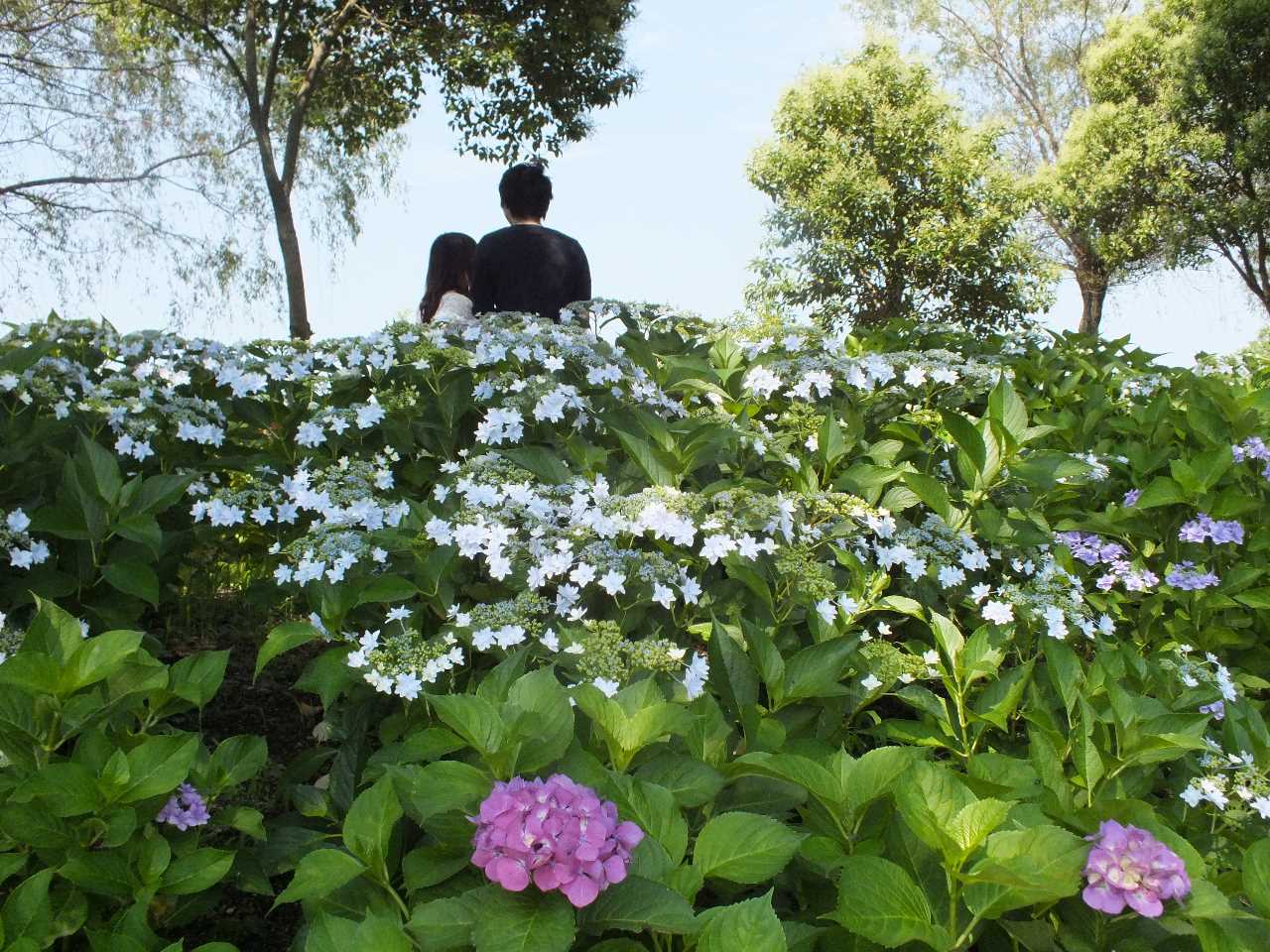 もりやま芦刈園のあじさいが見ごろ 滋賀ガイド もりやま芦刈園のあじさいが見ごろ 滋賀ガイド