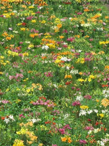 びわこ箱館山ゆり園 250万輪のゆりの花園 滋賀ガイド びわこ箱館山ゆり園 250万輪のゆりの花園 滋賀ガイド