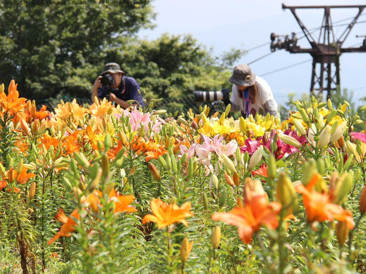 びわこ箱館山ゆり園 250万輪のゆりの楽園 滋賀ガイド