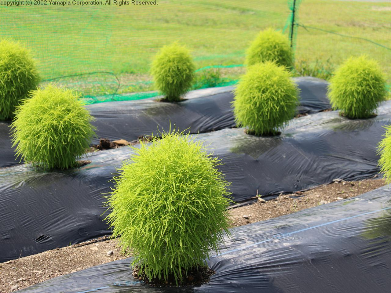 びわこ箱館山ゆり園 250万輪のゆりの楽園 滋賀ガイド