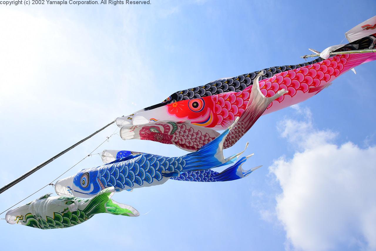 大空を泳ぐ 高時川のこいのぼり 滋賀ガイド