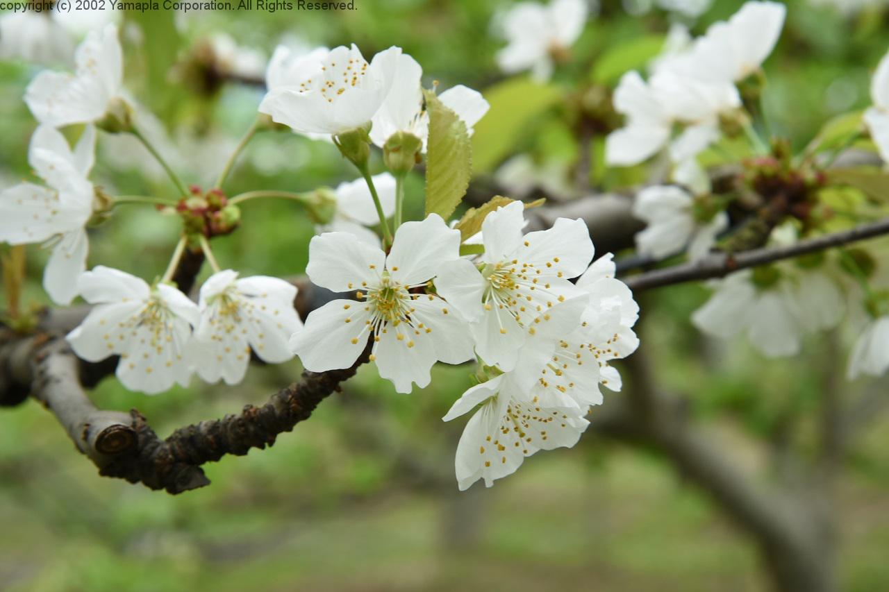 梨 さくらんぼの花が満開 アグリパーク竜王 滋賀ガイド