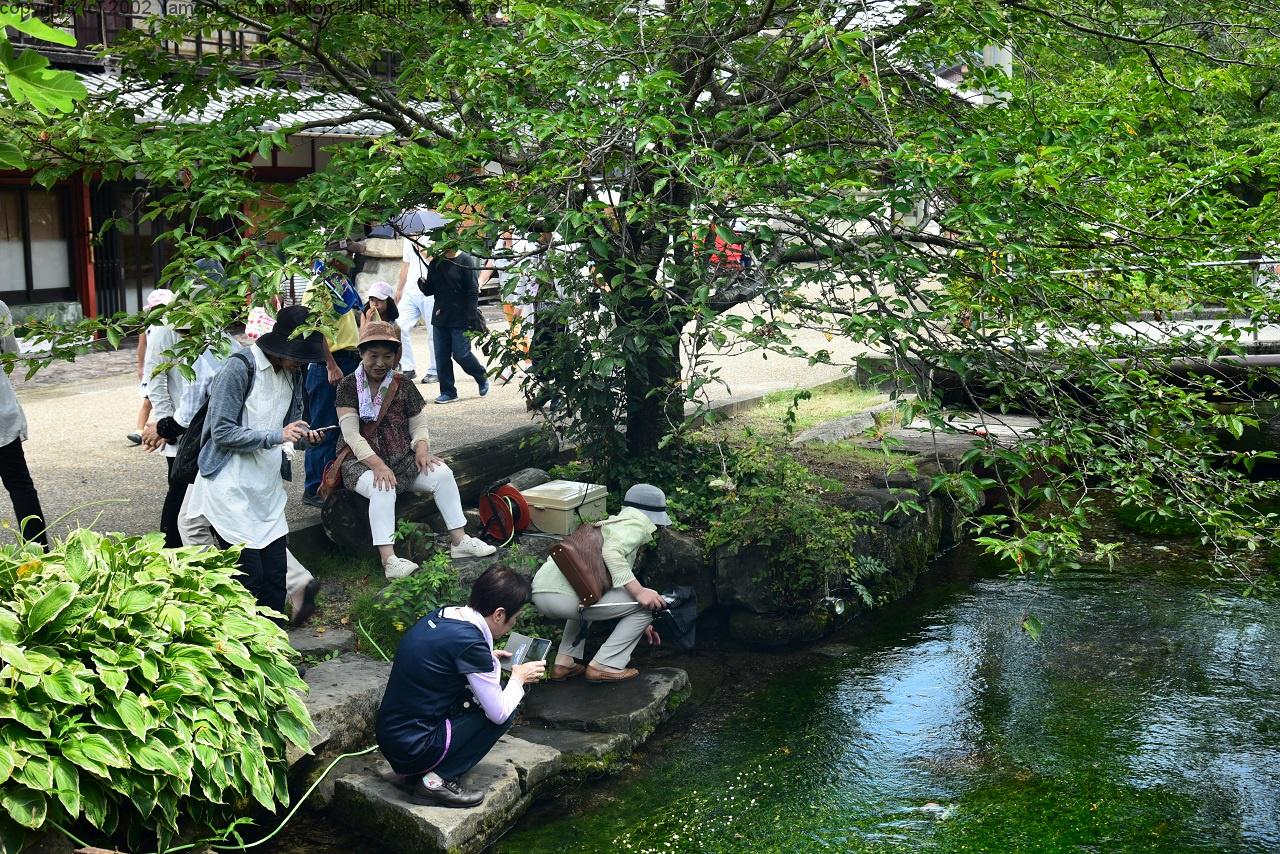 醒ヶ井の清流 地蔵川の梅花藻 滋賀ガイド