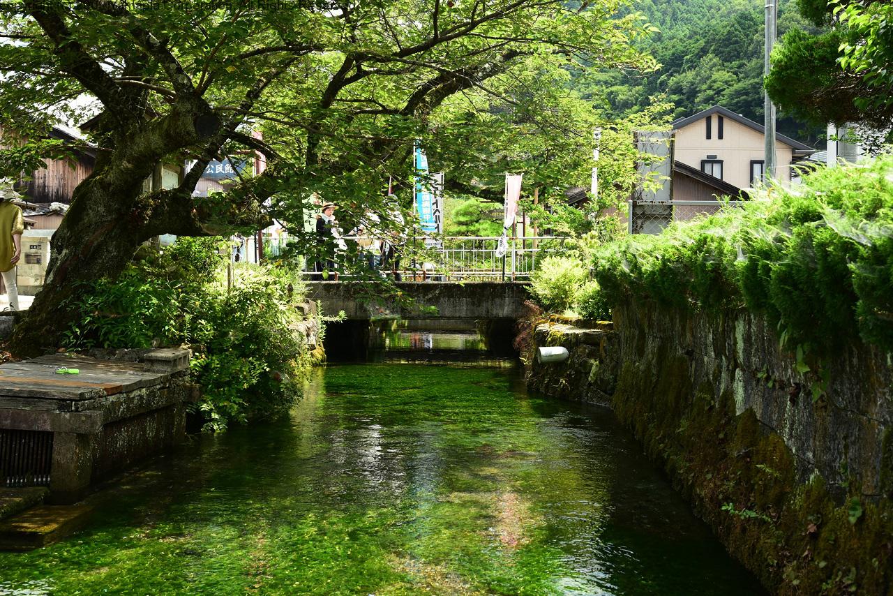 醒ヶ井の清流 地蔵川の梅花藻 滋賀ガイド