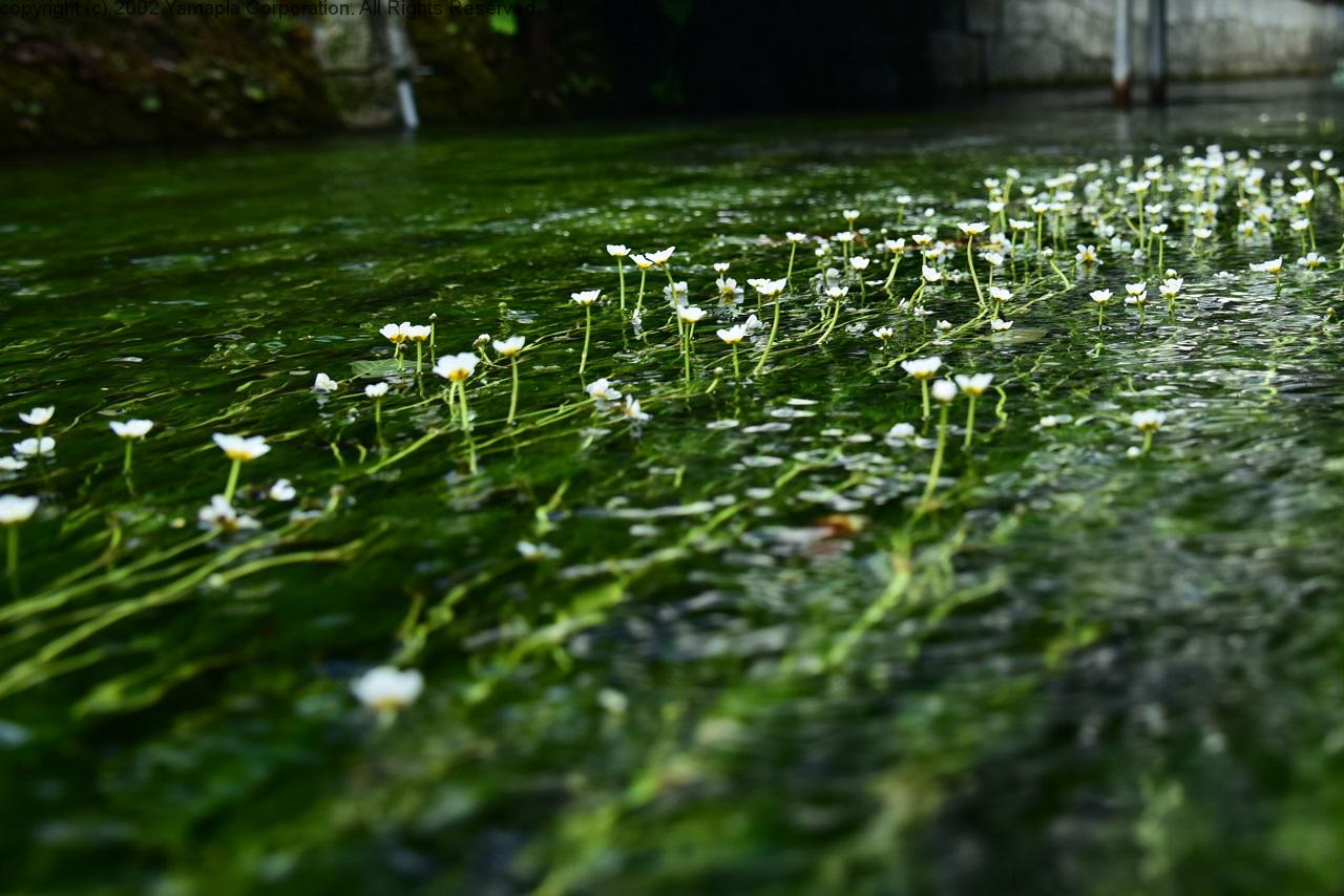 醒ヶ井の清流 地蔵川の梅花藻 滋賀ガイド