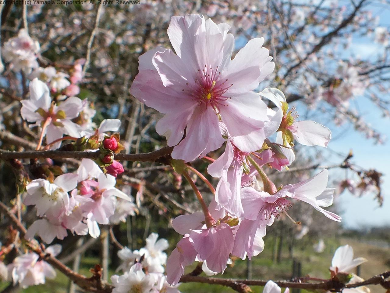 今年も咲いた、四季桜 滋賀ガイド！