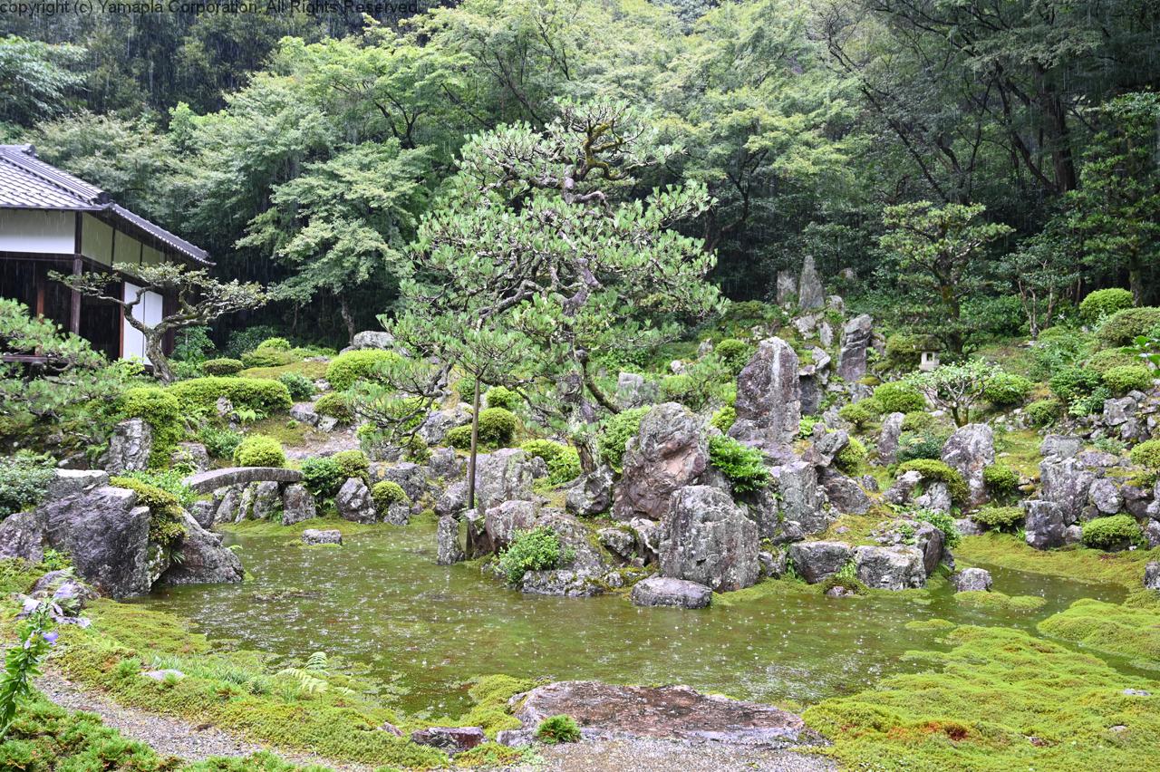池泉庭園と化した苔の枯山水 青岸寺 滋賀ガイド