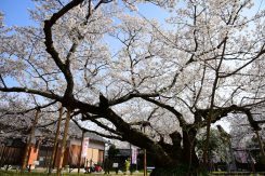 樹齢200年とも伝れる嘉明桜