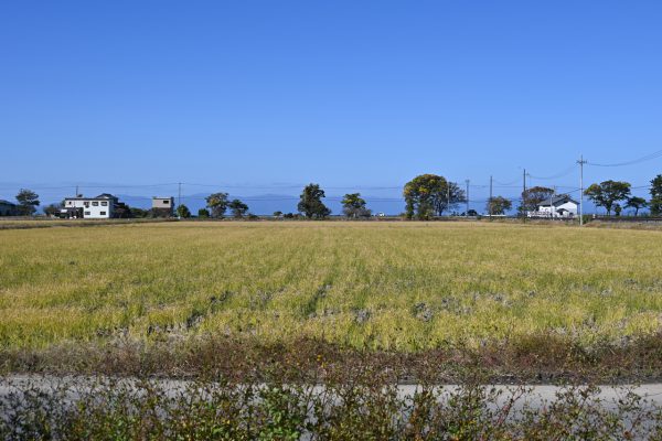 琵琶湖からの風が吹きつける