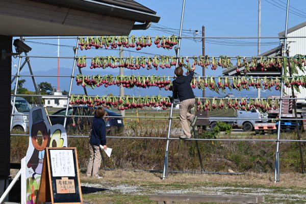 かぶの状態を確認する担当者