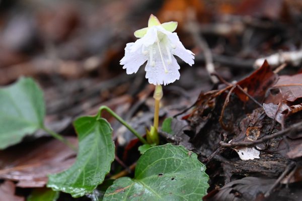 花弁の直径は3㎝ほど 白や薄紅色の花を咲かせる