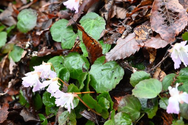 花名は、葉の形が団扇に似ていることに由来