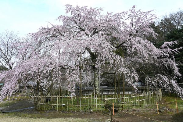 三代目道誉桜