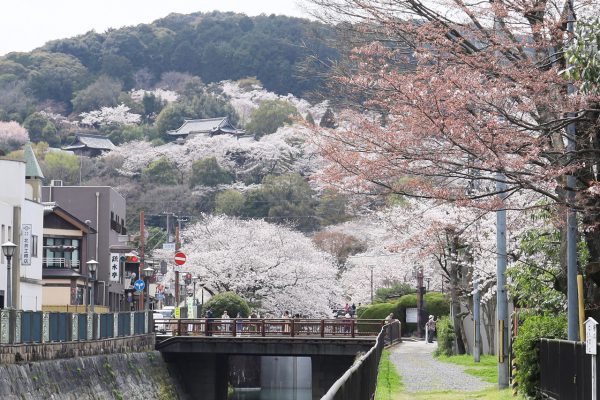 三井寺の桜も咲き誇る