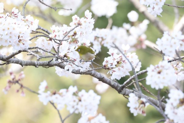 桜の蜜を吸うメジロ