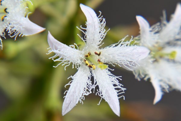 花弁の内側に縮れた毛