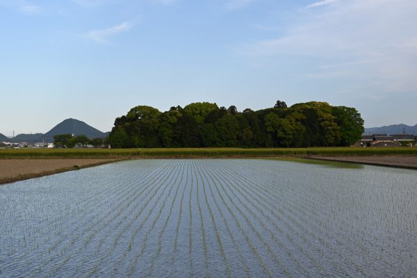 古代豪族小津氏を祀り、後に宇迦之御魂神（うかのみたまのかみ）が 祀られるようになった小津神社