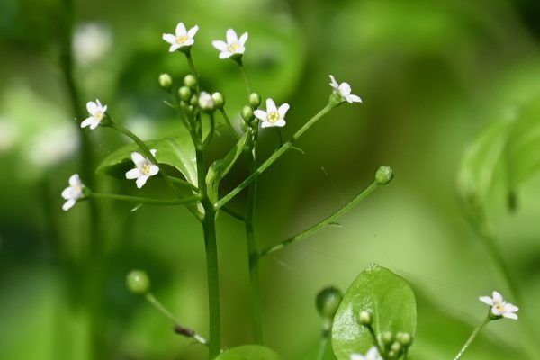 花の直径は3ミリほど