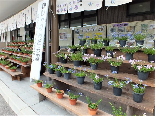 2001年から開花時期にあわせて展示している