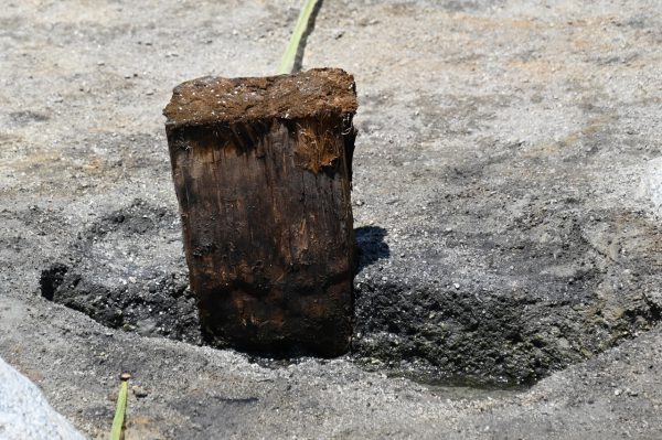 角材に加工された掘立柱長辺20センチ、短辺10センチ、高さ80センチほど