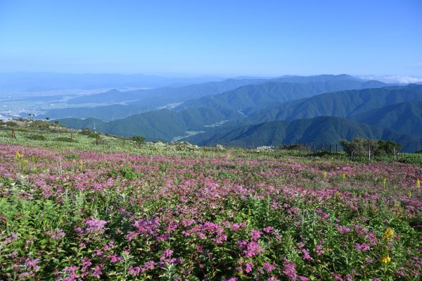 山頂のお花畑は2003年国の天然記念物に指定された