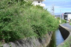 地元の人たちによって植えられた萩（一級河川・十禅寺川）