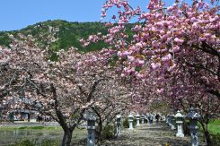 伊香具神社 長浜市木之本町