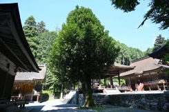 樹齢数百年といわれる「タラヨウ」