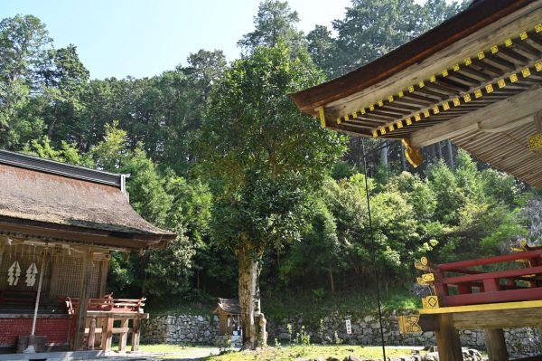 境内にはタラヨウの木が2本ある