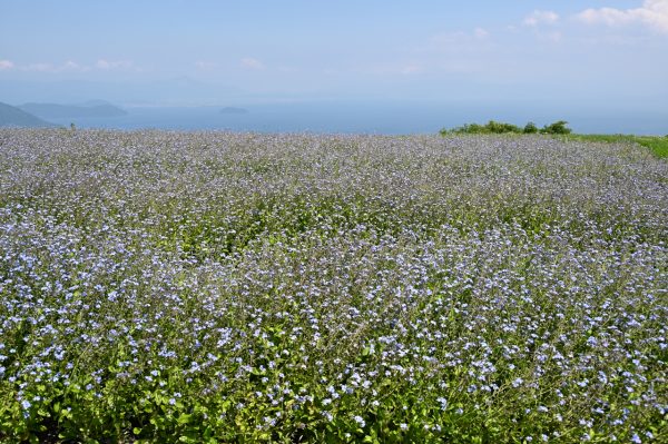 6月の花畑〈忘れな草〉