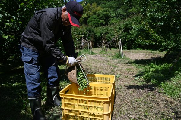 約1トンの梅の実を出荷する