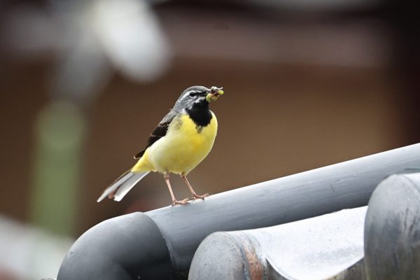 虫をくわえ、電線や屋根に止まって巣に異常がないか確認してから巣に近づく