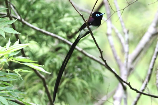 サンコウチョウ