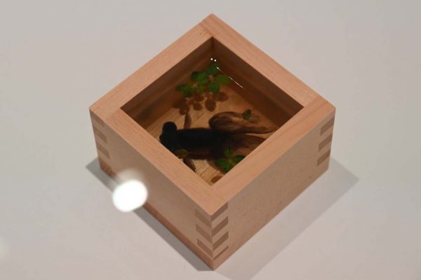 金魚酒《月舟》