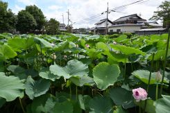 妙蓮池