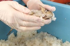 ニゴロブナのエラにご飯を詰める
