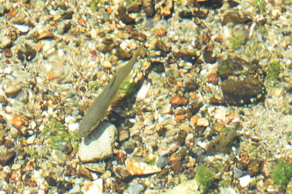 絶滅危惧種に指定されている「ハリヨ」