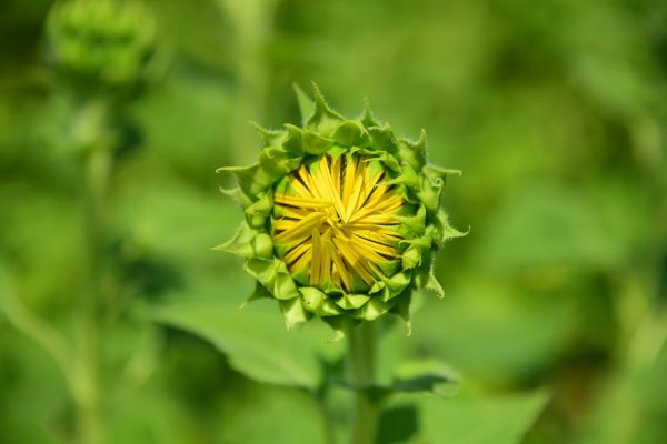 まもまく開花