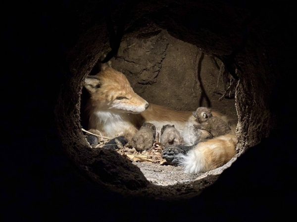 「土の回廊」ランタンを切り株に置くと洞穴の奥に浮かび上がる、キツネの親子