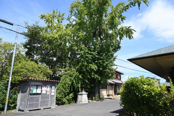 港の蔵宿や旅宿の防火を目的として植えられたと伝えられる、幹回り約3メートルのイチョウの木 （推定樹齢280年）