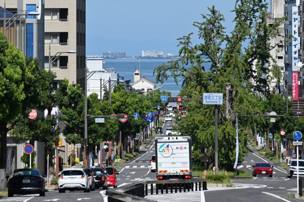 中央分離帯に2株の大きなイチョウの樹が並ぶ